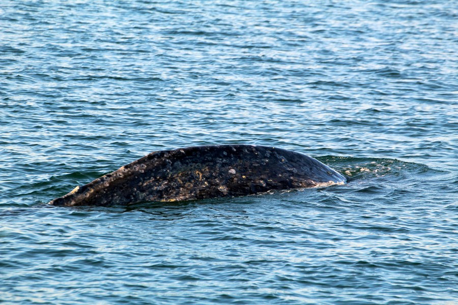 Gray whale dorsal with significant barnacle scarring