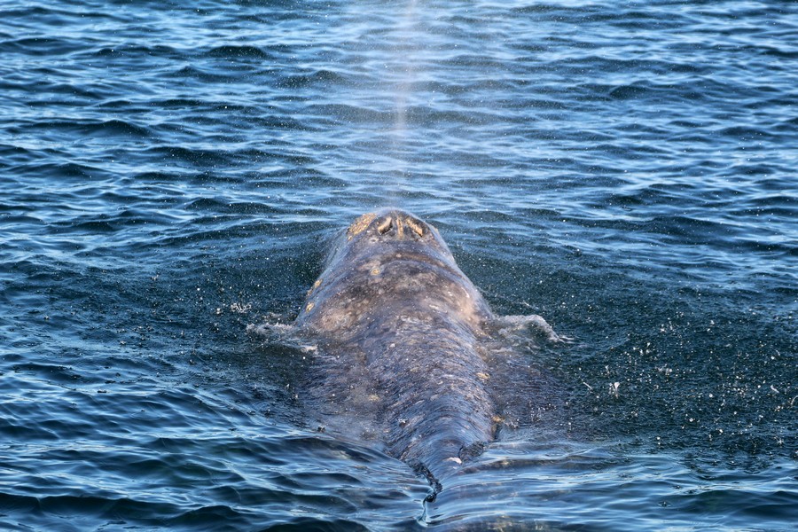 Gray whale blowing