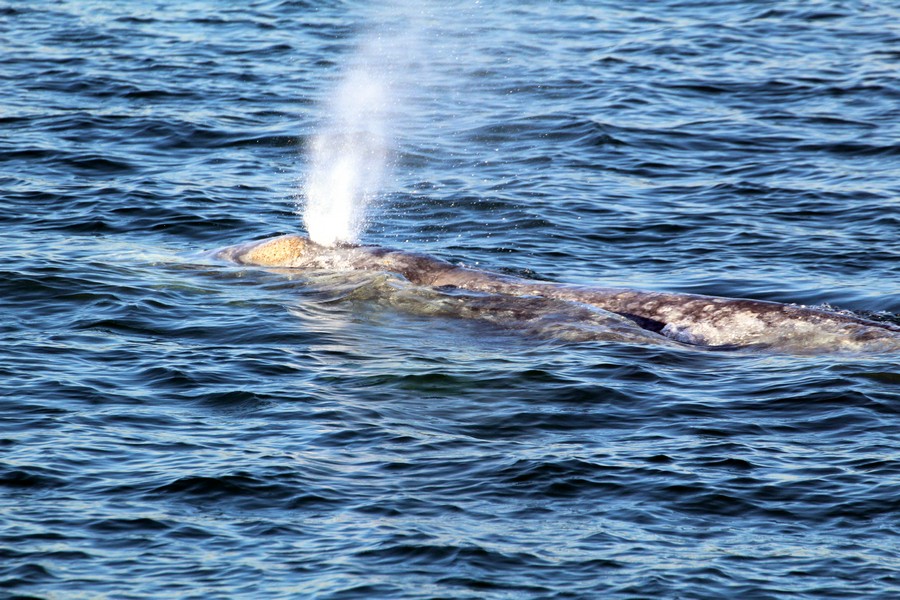 Watching a gray whale blow from the side