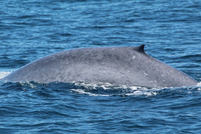 Blue whale left dorsal side