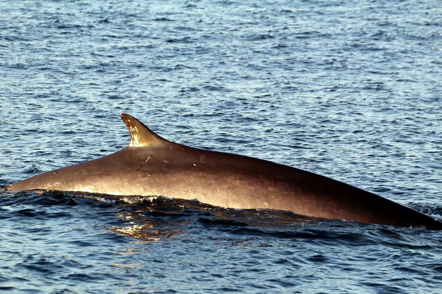 Fin whale dorsal fin, right side
