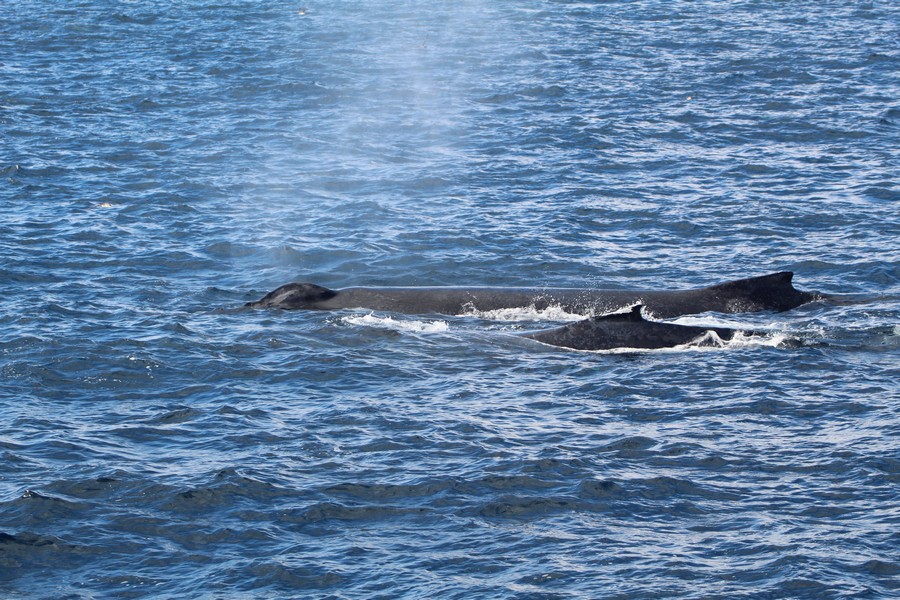 Humpback whale cow/calf pair