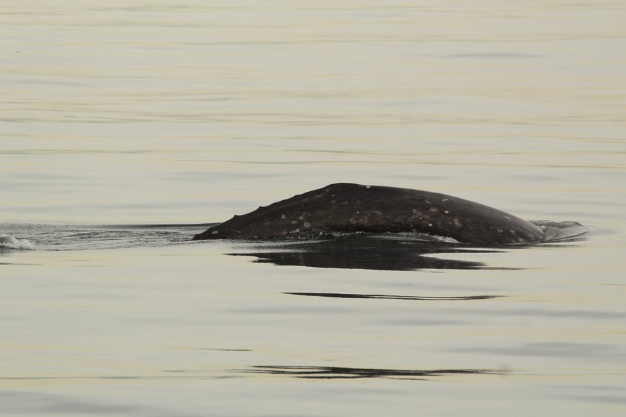 Gray whale dorsal ridge on a glossy water surface