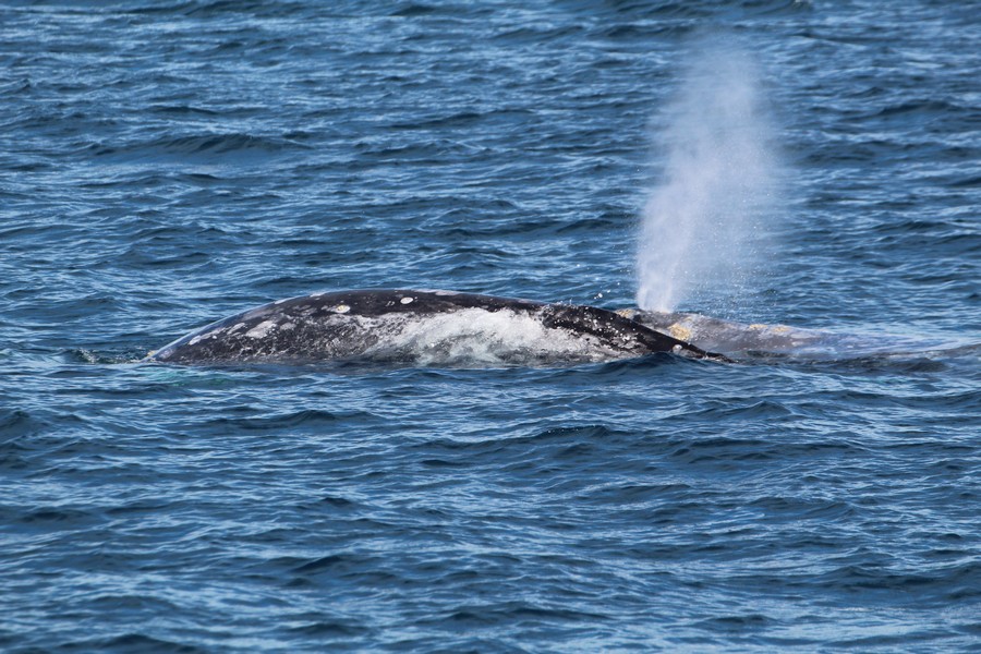 Two gray whales, the back one blowing