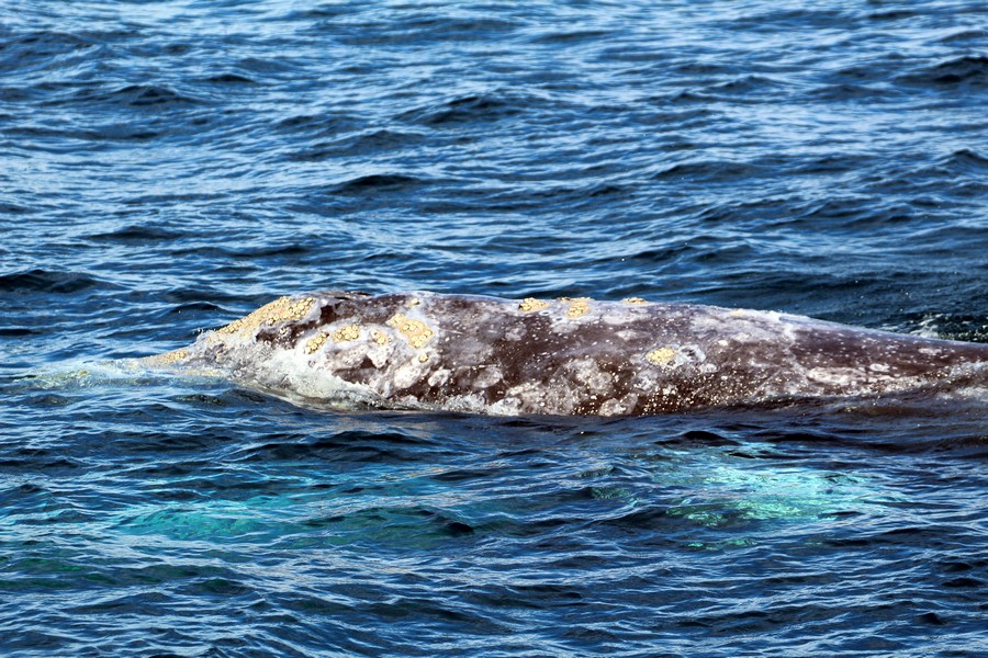Gray whale up close with the barnacles visible around it