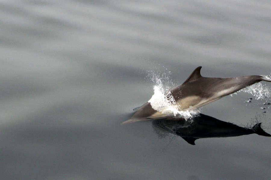 Common dolphin porpoising back in to the water