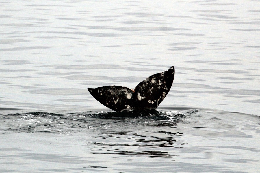 Gray whale fluke pointing up above the water