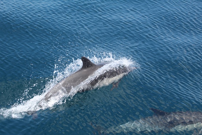 Common dolphin porpoising above the water