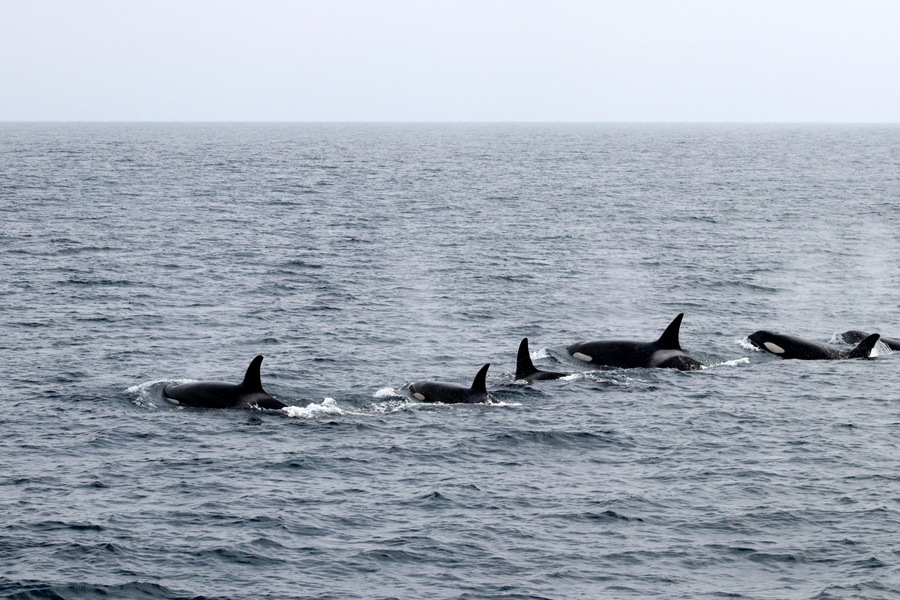 Orca pod lined up and moving through the water surface
