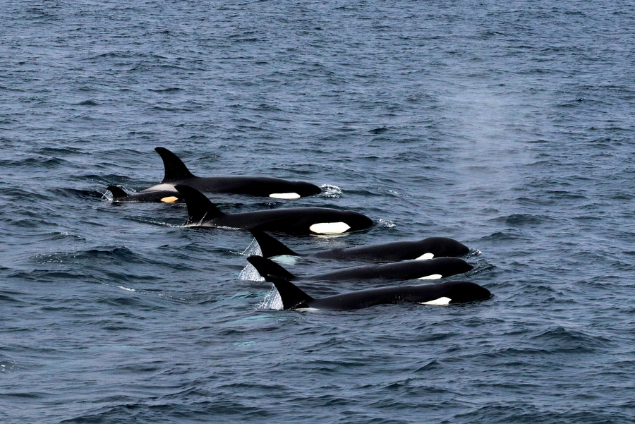 Orca pods with baby lined up during a sighting