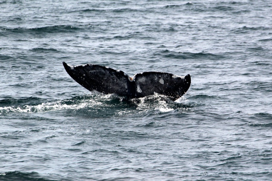 Gray whale fluke with unique curved shape