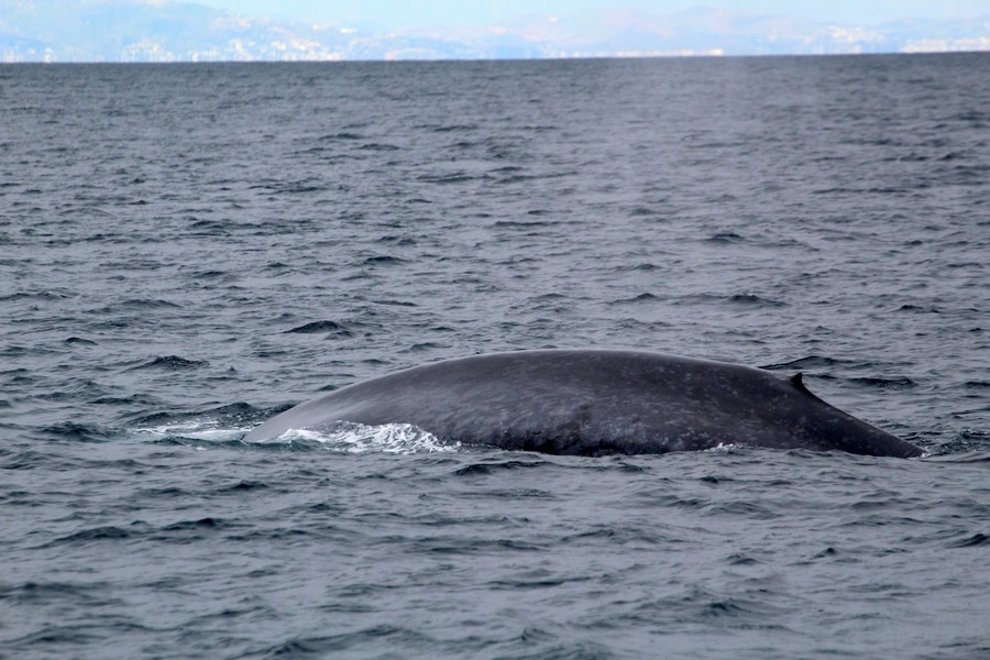 Blue whale left dorsal side with Catalina in the far background