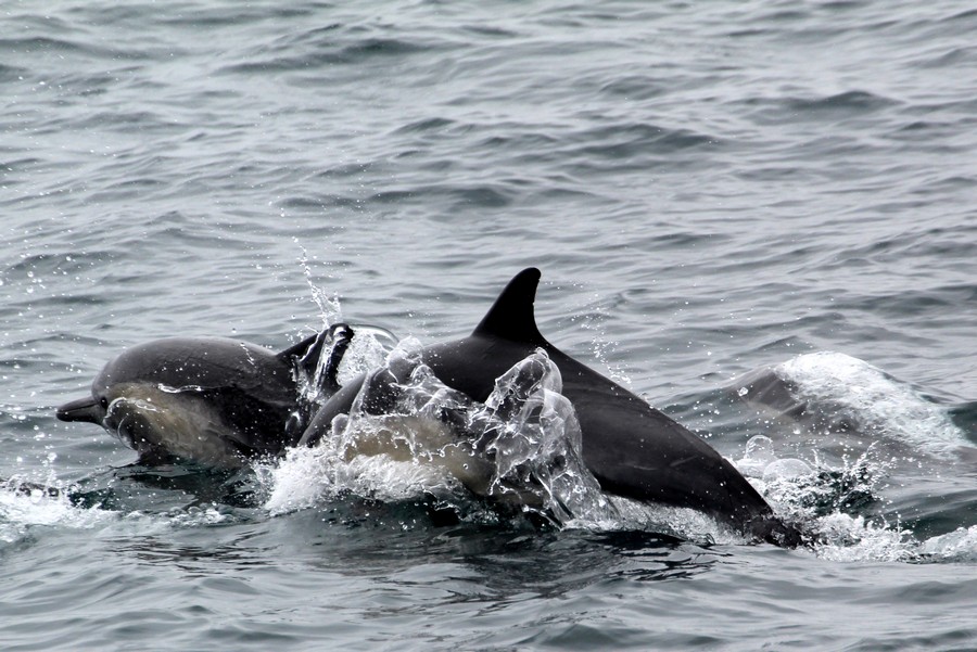 Common dolphins splashing in the water