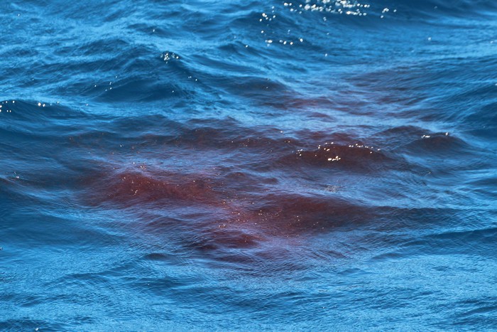Group of krill in the water