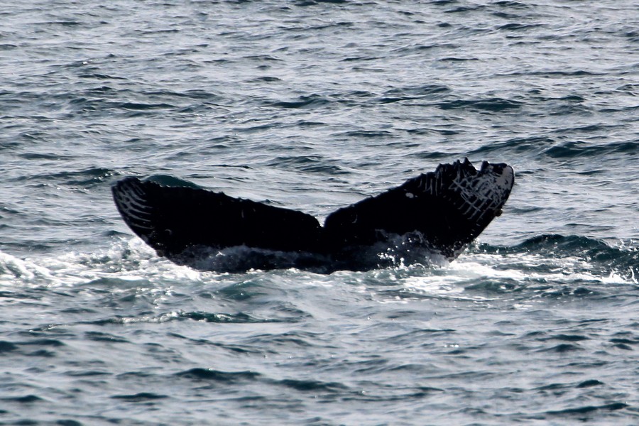 Humpback whale fluke with distinct rake marks likely from an Orca
