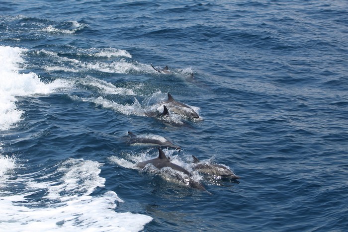 Common dolphins wake riding
