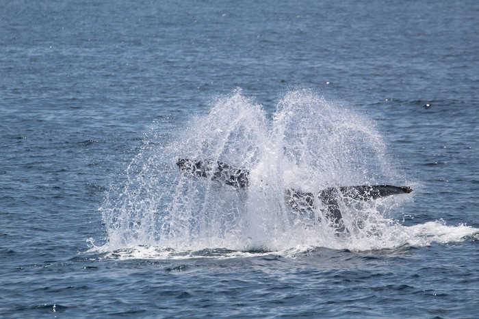 Humpback whale tail lob