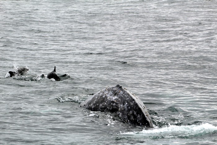Gray whale and bow riding dolphins
