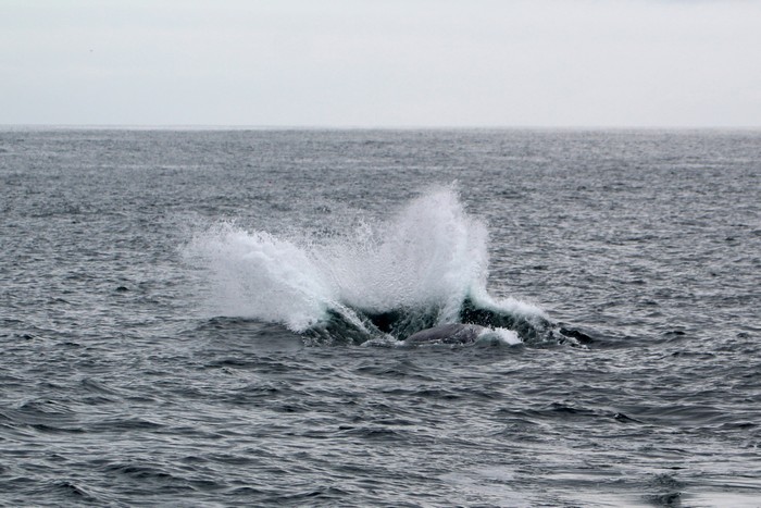 Breaching gray whale splash