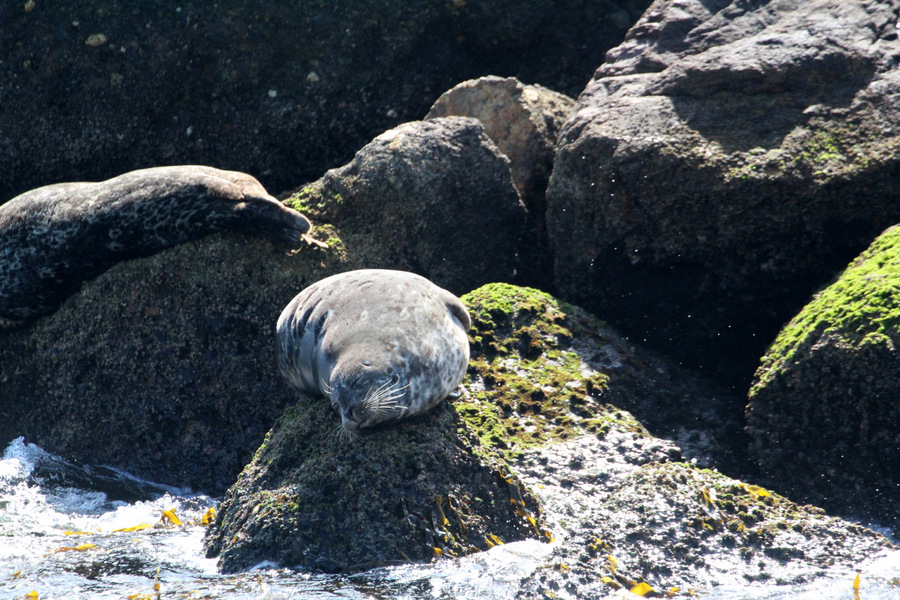 Harbor seal hauled out and sun bathing along the breakwall