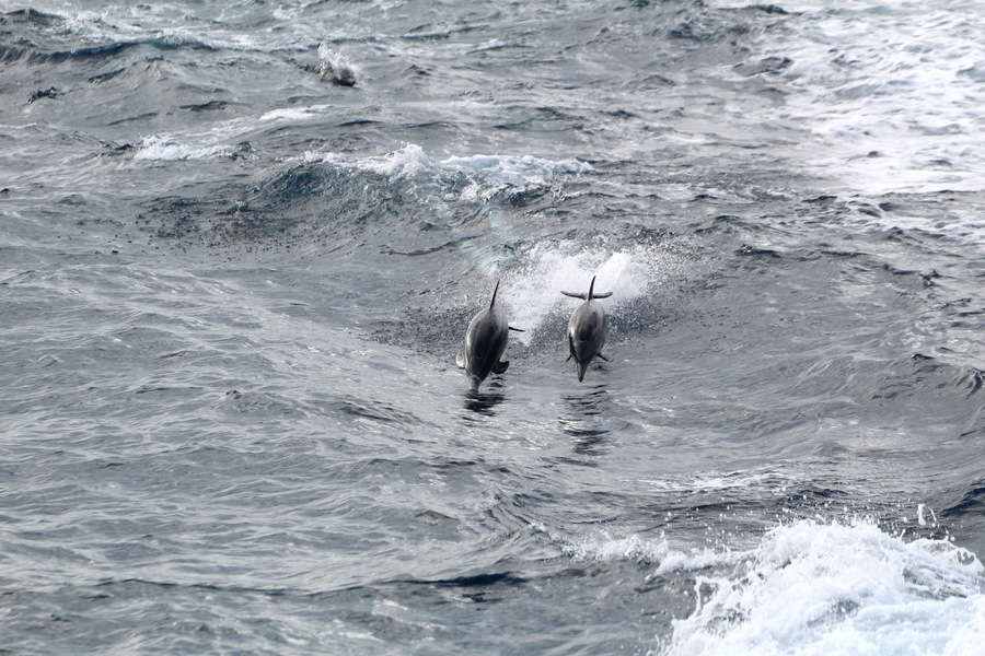 Bottlenose dolphins leaping through the air while wake riding behind the boat