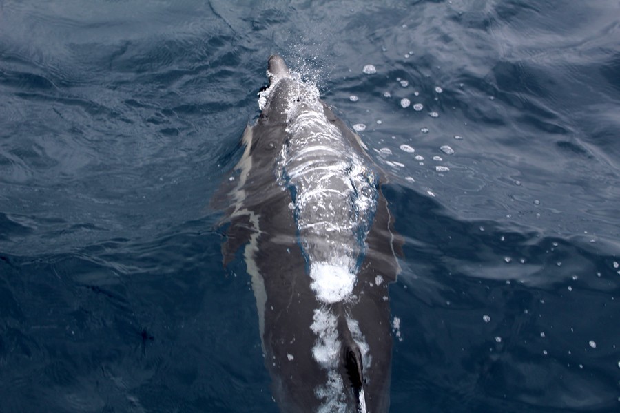 Common dolphin blowing bubbles just below the water surface