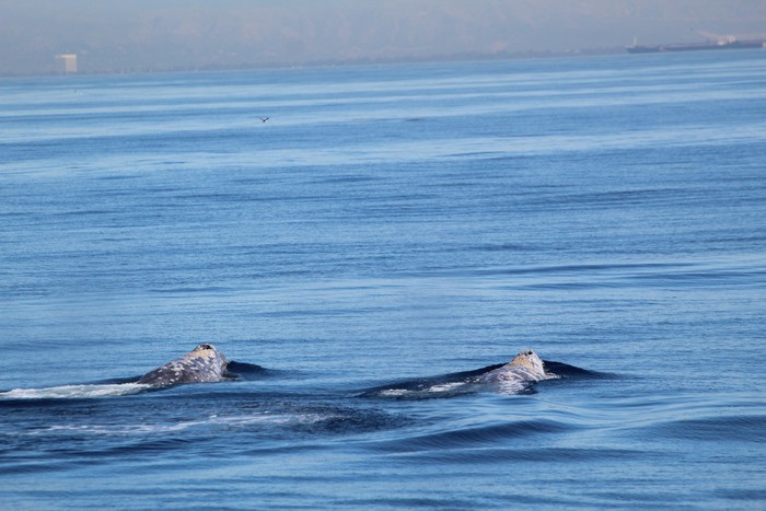 2 gray whales, blowholes above water