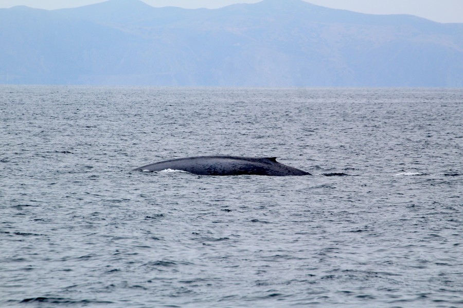 Blue whale with Catalina island in the background