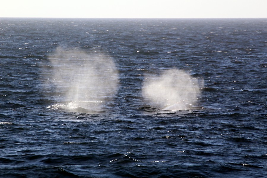 Two gray whales with blow in the air