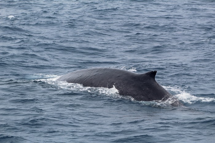 Fin whale with old injury on dorsal fin