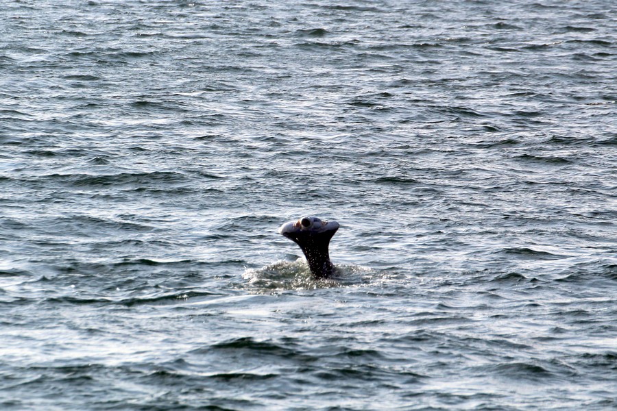 Gray whale missing entire fluke but healthy and swimming