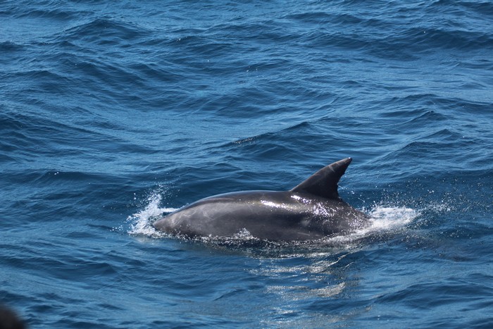 Bottlenose dolphin porpoising