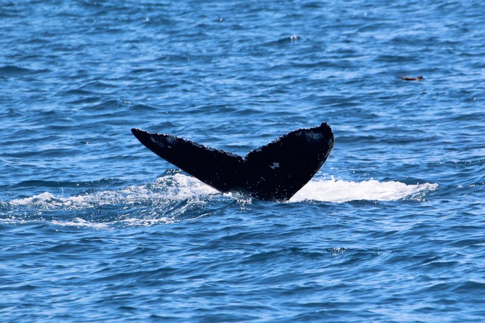 Humpback whale fluke with distinct markings