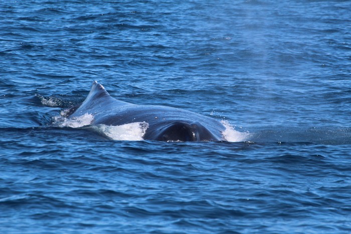 Humpback whale blowholes and dorsal