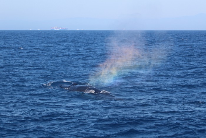 Humpback whale rainbow blow