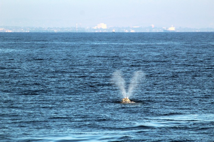 Gray whale blow