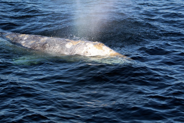Gray whale close up