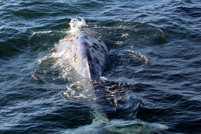 Gray whale tail stock and fluke beneath the water