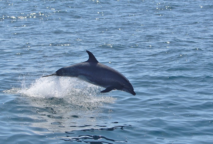 Bottlenose dolphin porpoising