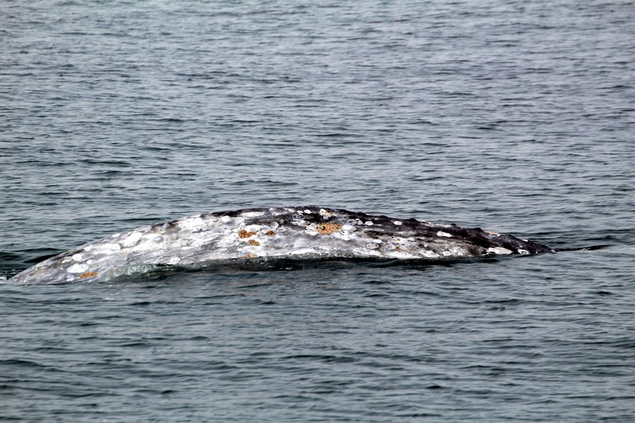 Gray whale dorsal ridge close up