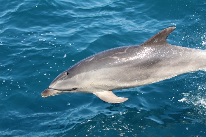 Bottlenose dolphin porpoising above the water