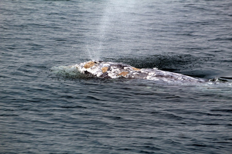 Gray whale at the surface with large older injury on its back