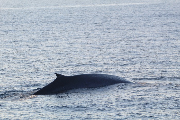 Fin whale dorsal with older damage