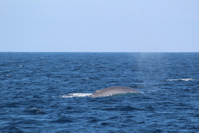 Blue whale beginning a dive
