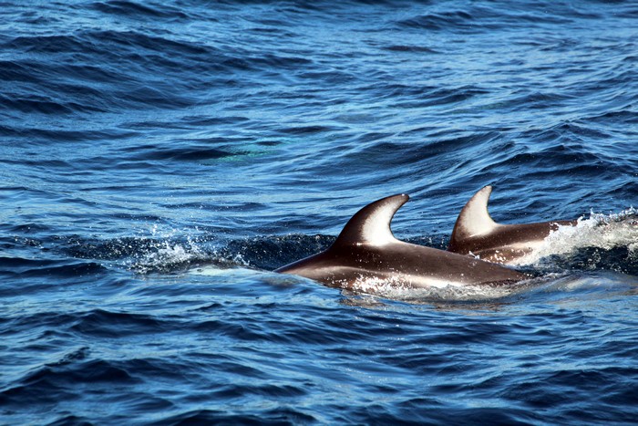 Pacific white-sided dolphins at the surface