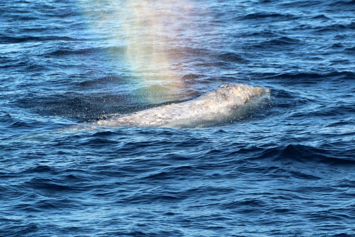 Gray whale with rainbow blow