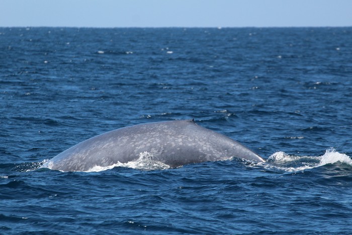 Blue whale dorsal fin