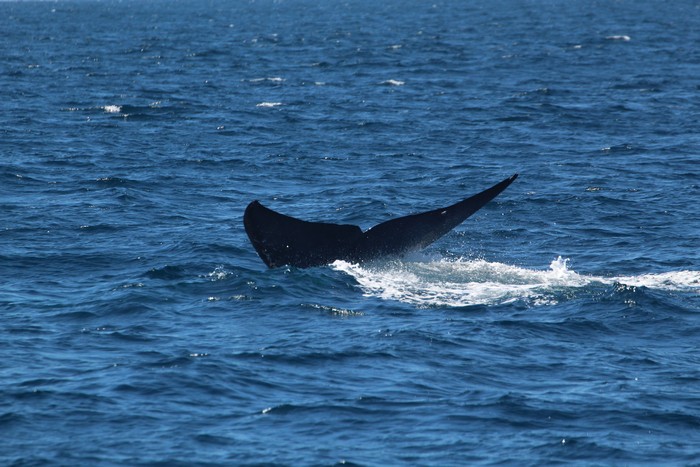 Blue whale fluke