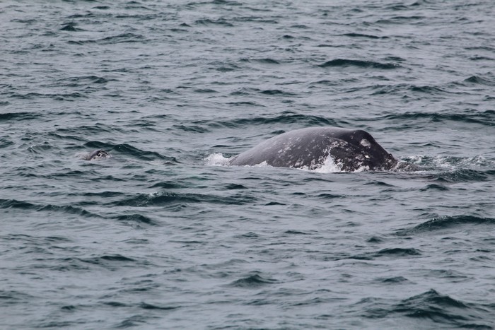 Gray whale cow and calf pair