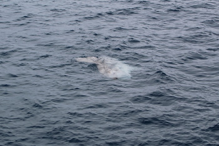 Mola mola at the surface